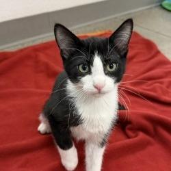 Shelton, a Adoptable Domestic Short Hair in Phoenix, AZ image 2/2