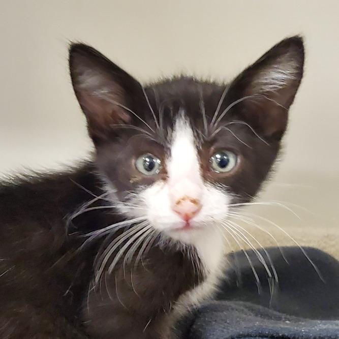 Enlarge Shelton, a Adoptable Domestic Short Hair in Phoenix, AZ image 1/1