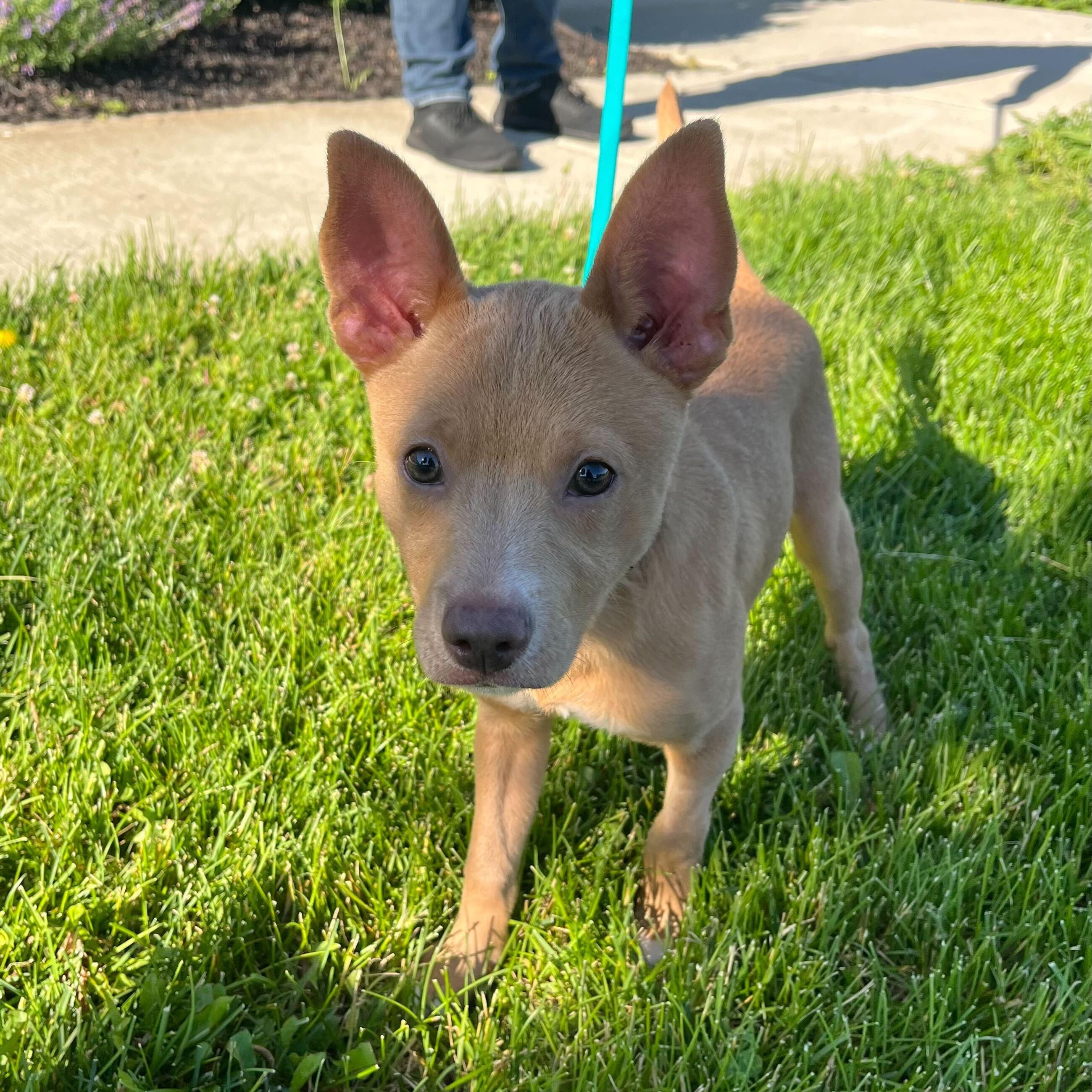 Enlarge Buster, an adoptable Mixed Breed in Canal Winchester, OH image 3/3