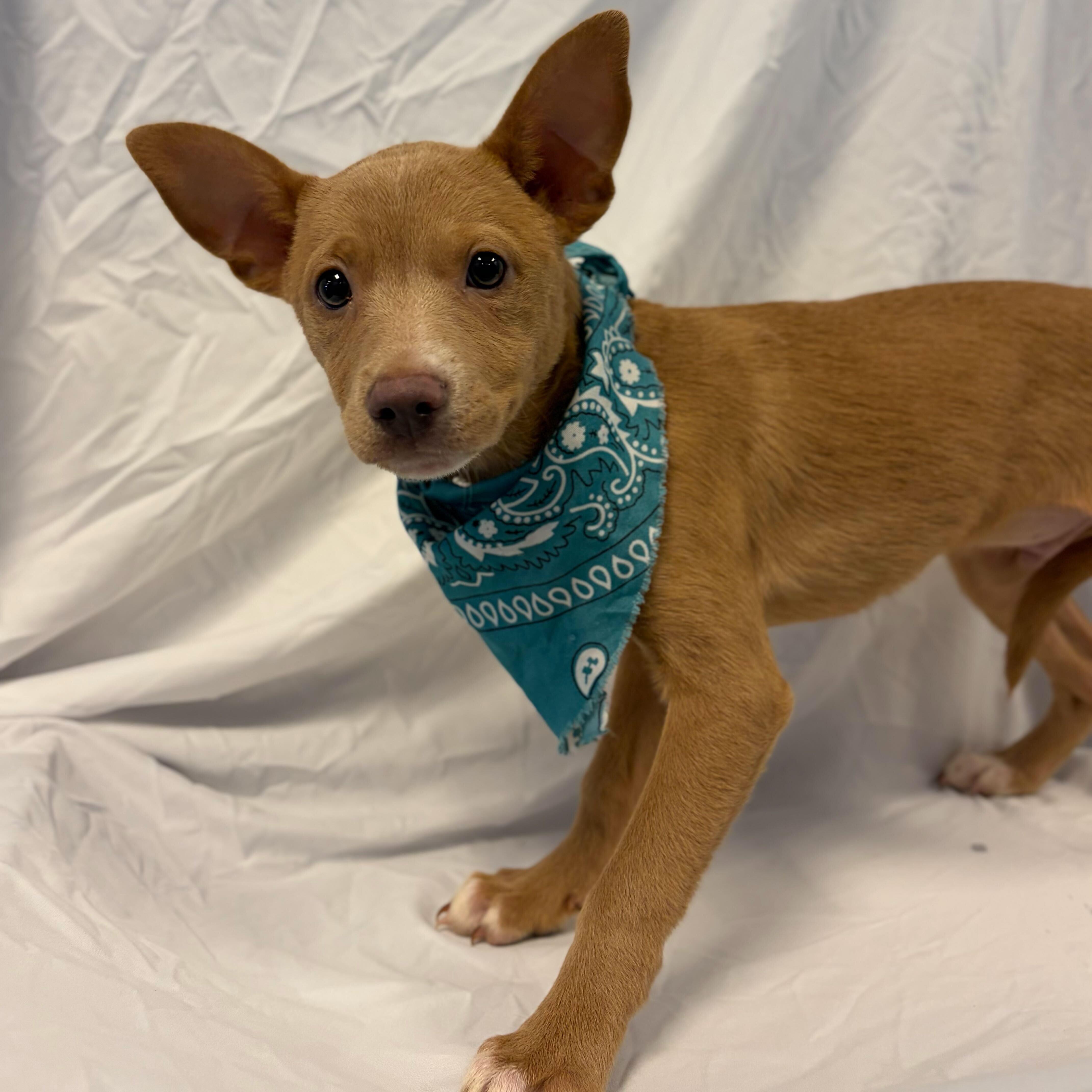 Enlarge Buster, an adoptable Mixed Breed in Canal Winchester, OH image 2/3