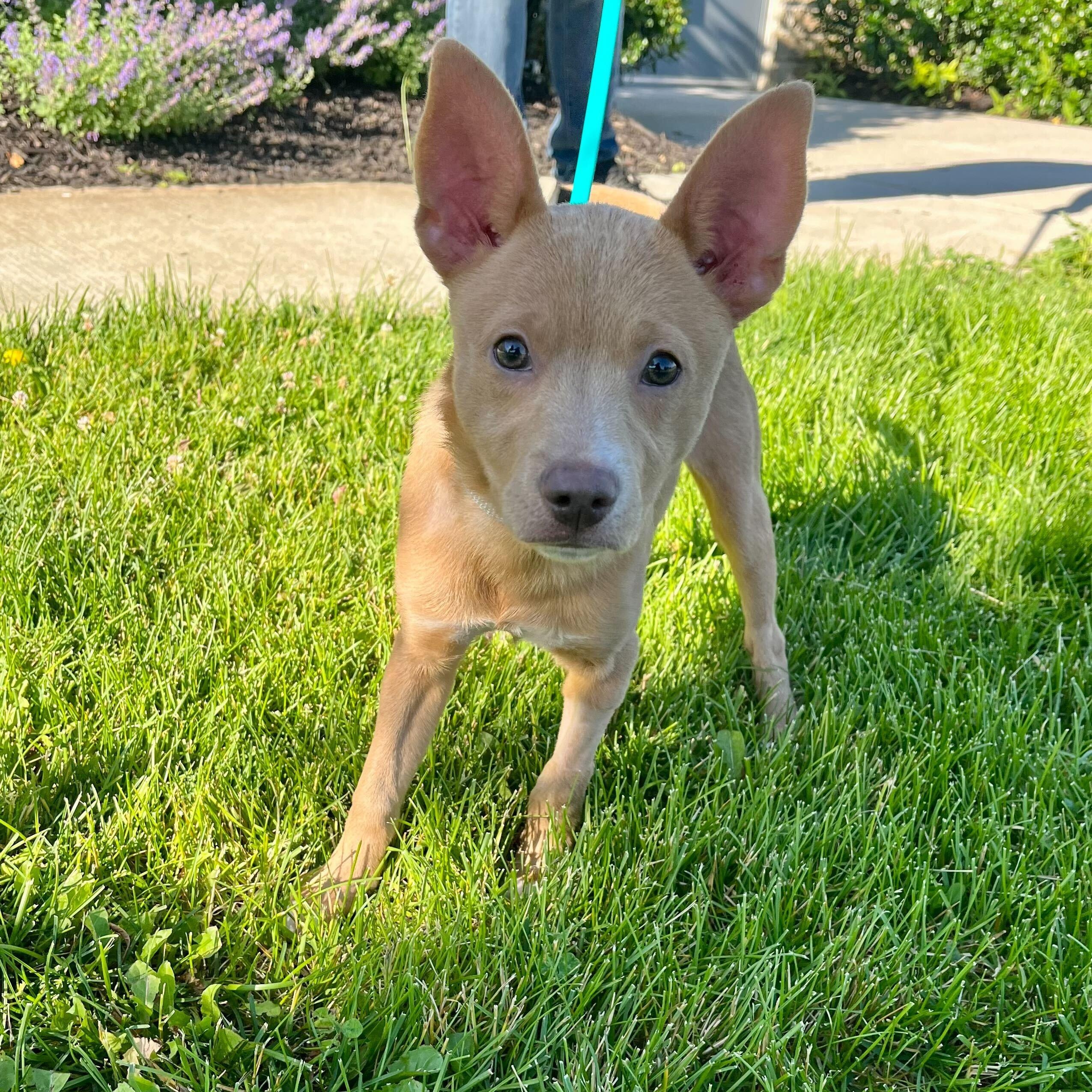 Buster, adoptable, Puppy Male Mixed Breed.