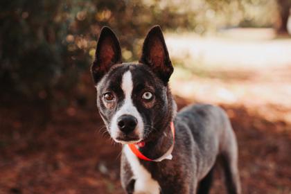 A Puppermint thumbnail 2