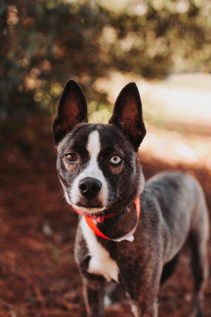 A Puppermint thumbnail 3