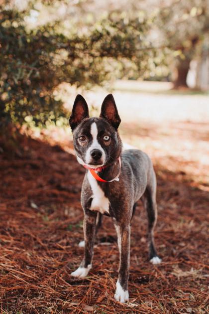 A Puppermint thumbnail 4