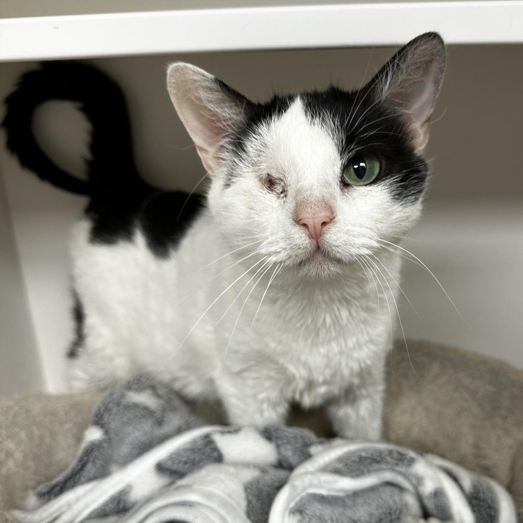 Leela, Adoptable, Adult Female Domestic Short Hair.