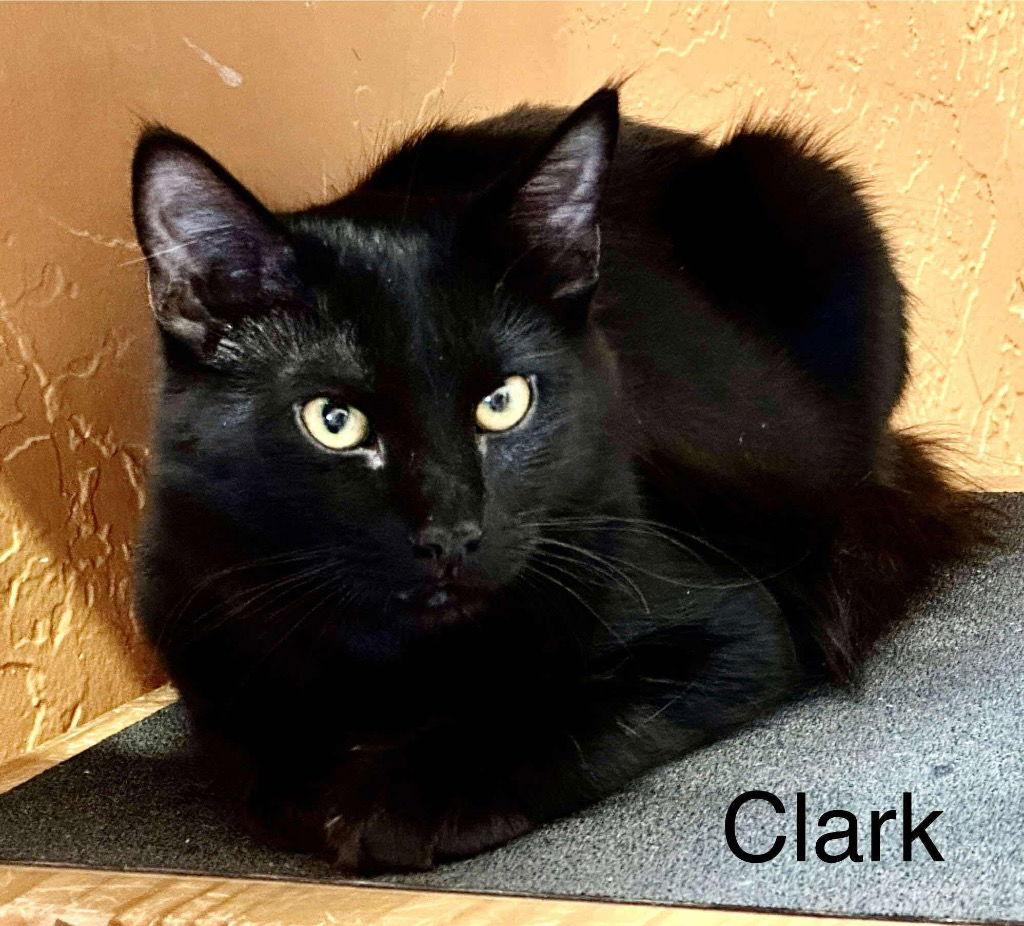 Clark, Adoptable, Young Male Domestic Short Hair.