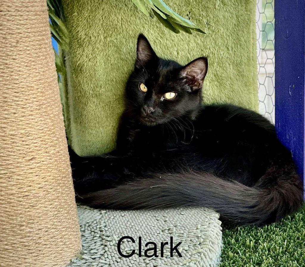 Enlarge Clark, a Adoptable Domestic Short Hair in Saint George, UT image 1/3