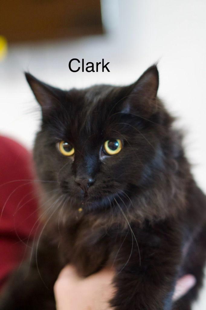 Clark, a Adoptable Domestic Short Hair in Saint George, UT image 1/3