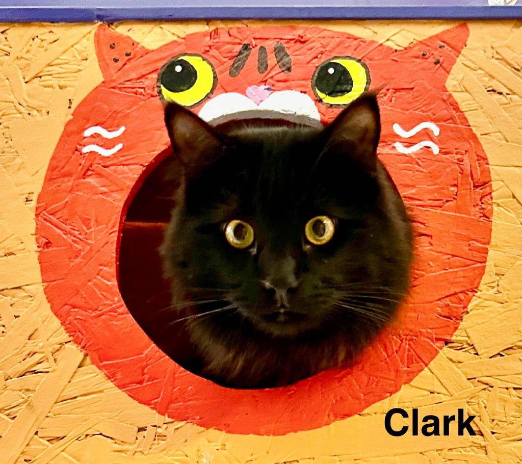 Clark, a Adoptable Domestic Short Hair in Saint George, UT image 2/3