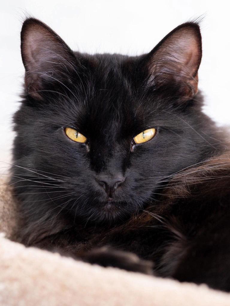 Clark, a Adoptable Domestic Short Hair in Saint George, UT image 3/3