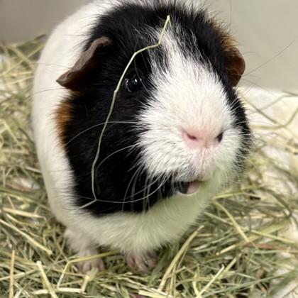 Mr. Elliott Pigbert, Esq. III, Adoptable, Adult Male Guinea Pig & Guinea Pig.