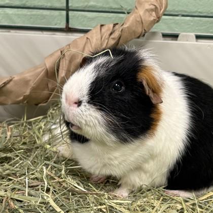 Enlarge Mr. Elliott Pigbert, Esq. III, a Adoptable mixed breed in Lowell, MA image 2/2