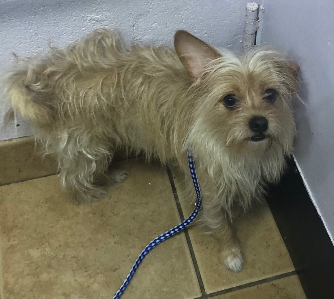Reeses, Adoptable, Young Female Yorkshire Terrier & Brussels Griffon.
