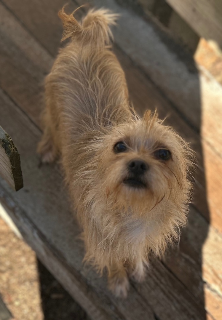 Enlarge Reeses, a Adoptable mixed breed in Oak Ridge, NJ image 2/4