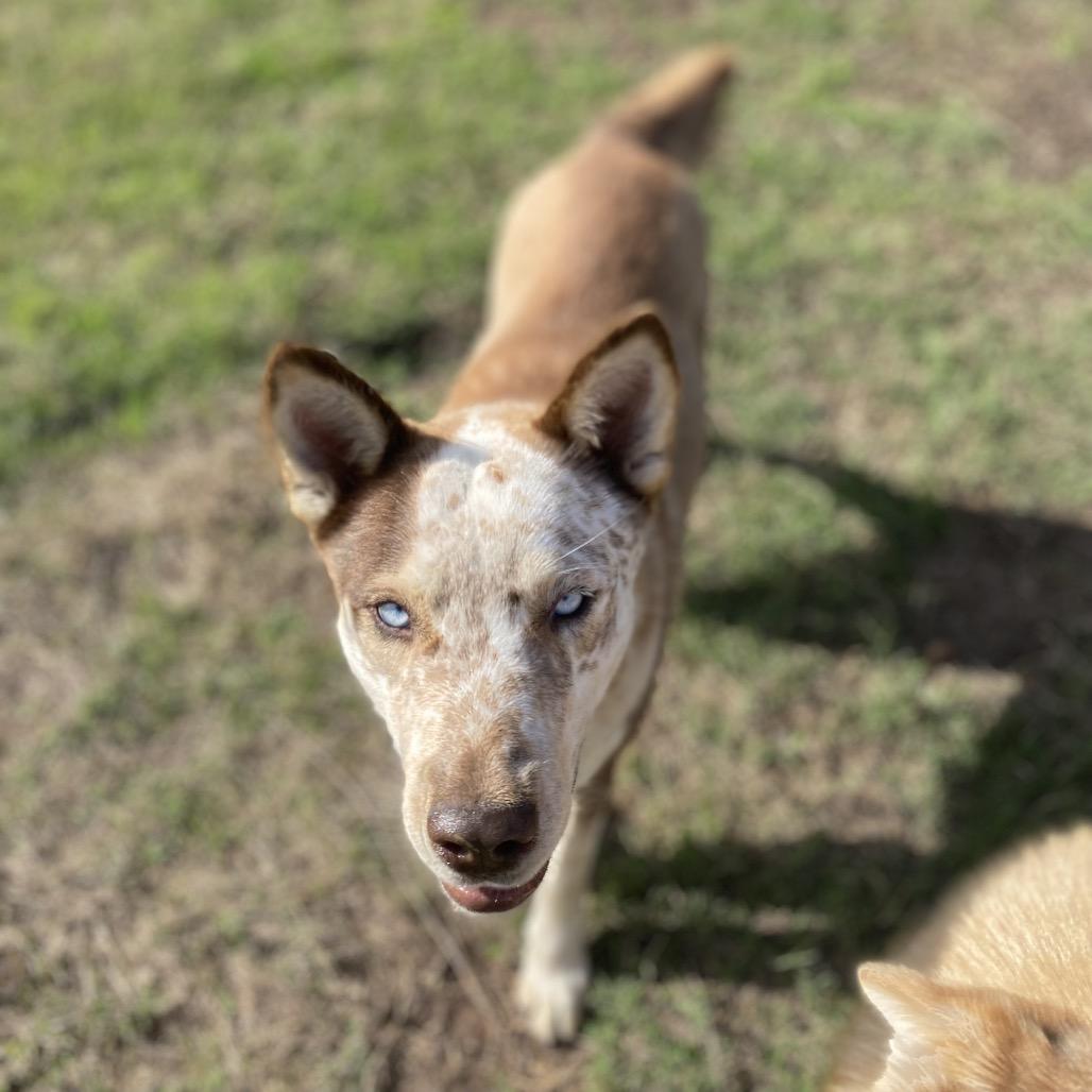 Enlarge May, a Adoptable mixed breed in Lockhart, TX image 3/3