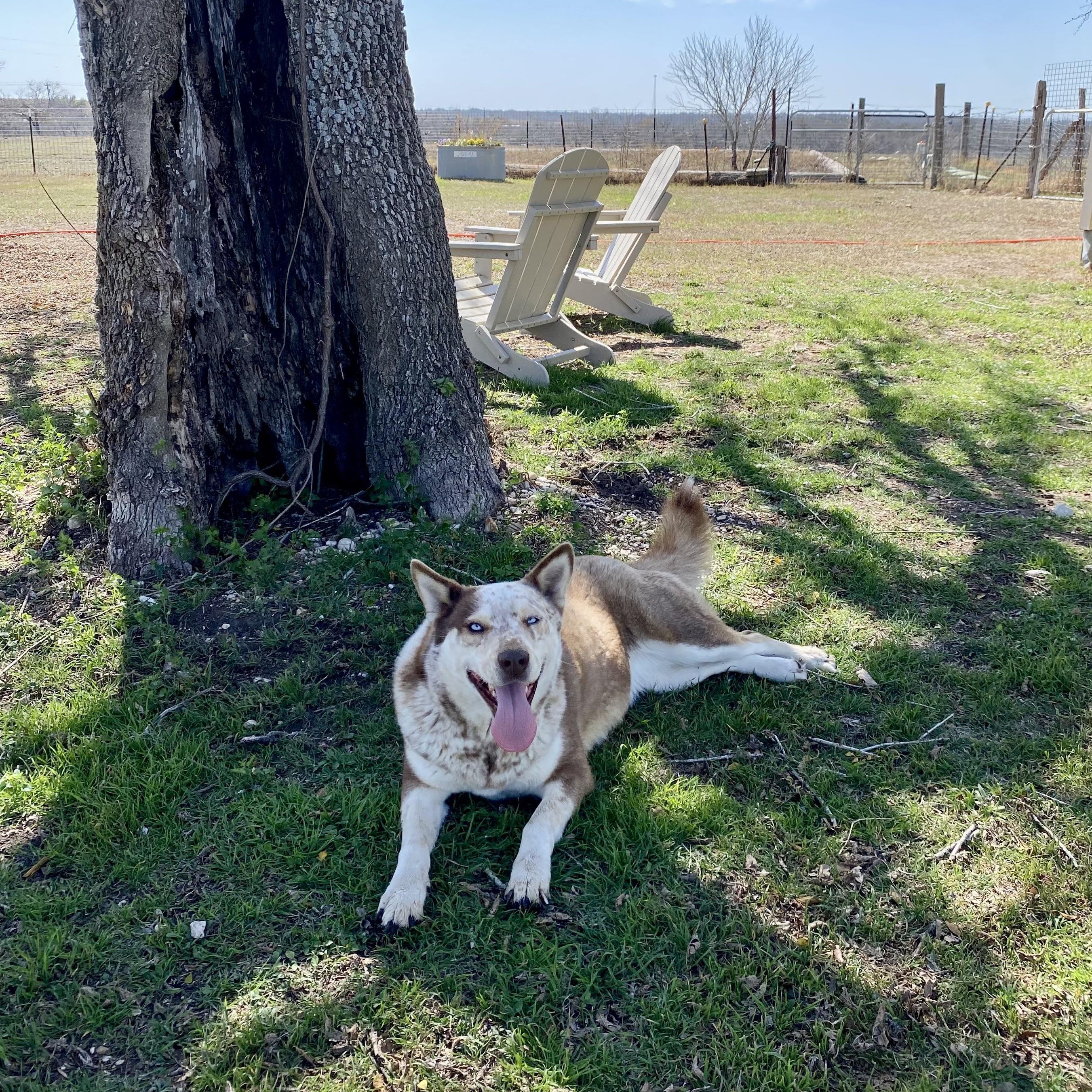 May, Adoptable, Adult Female Husky & Australian Cattle Dog / Blue Heeler.