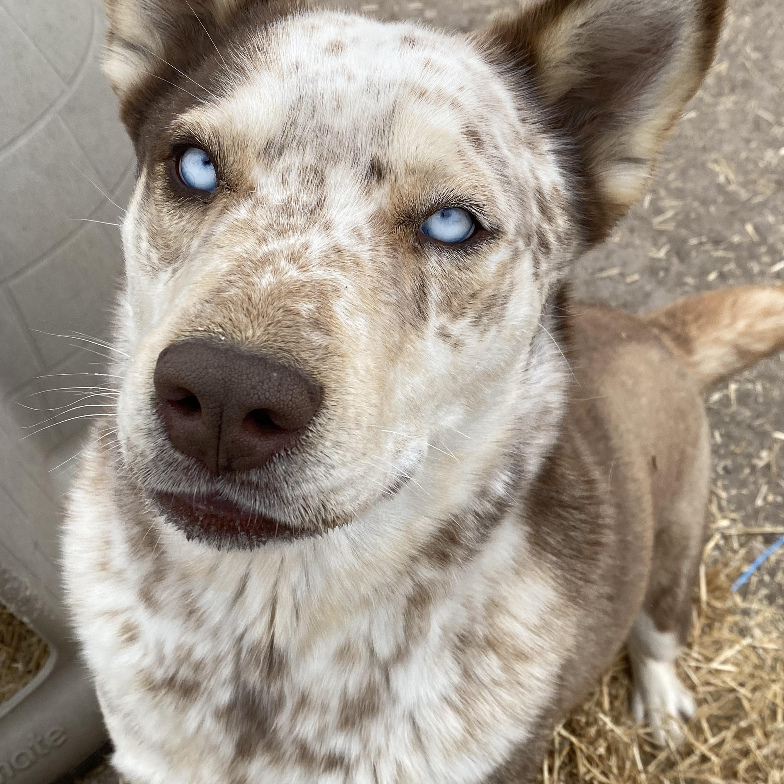 Enlarge May, a Adoptable mixed breed in Lockhart, TX image 2/3