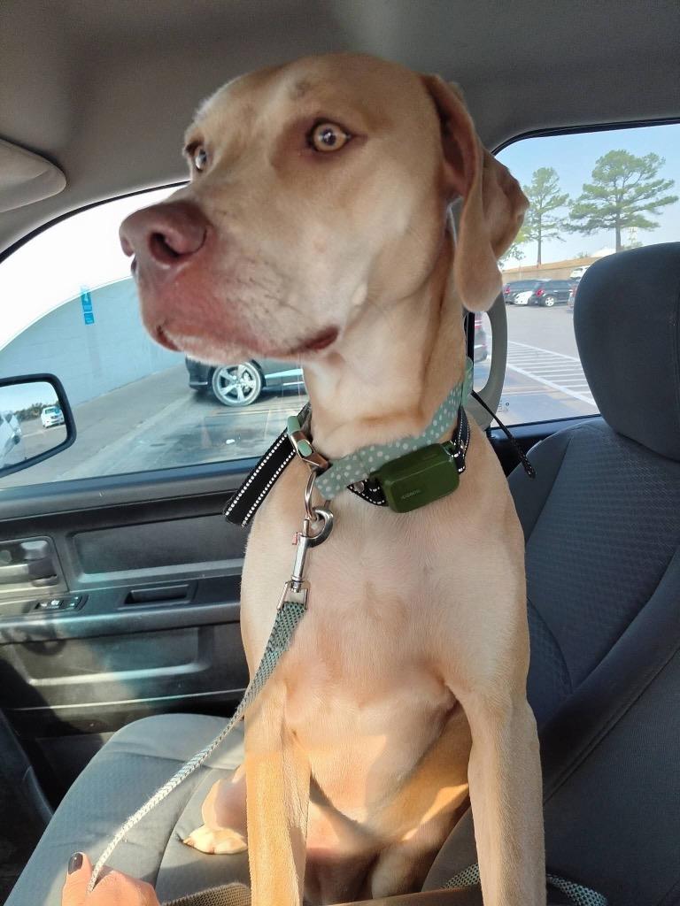 Maple May, Adoptable, Puppy Female Weimaraner & Labrador Retriever.