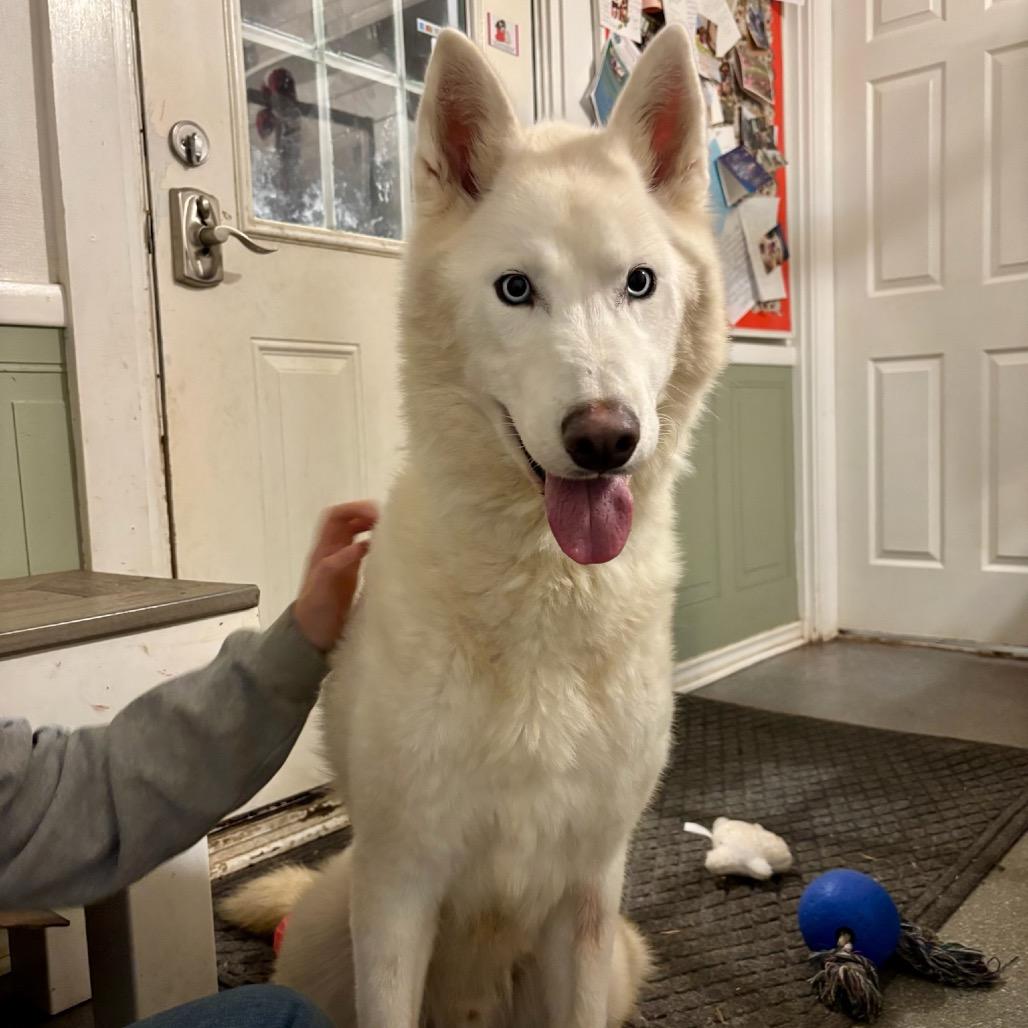 Enlarge Cimarron, a Adoptable Husky in Metamora, MI image 2/6