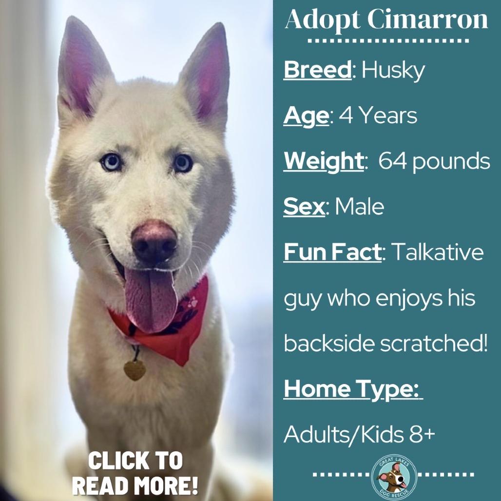 Enlarge Cimarron, a Adoptable Husky in Metamora, MI image 3/6