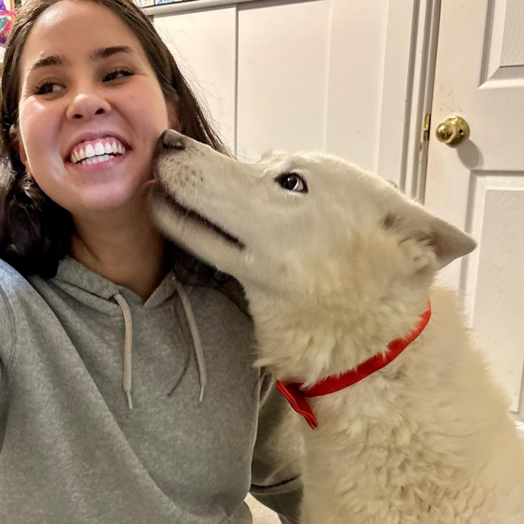 Enlarge Cimarron, a Adoptable Husky in Metamora, MI image 4/6