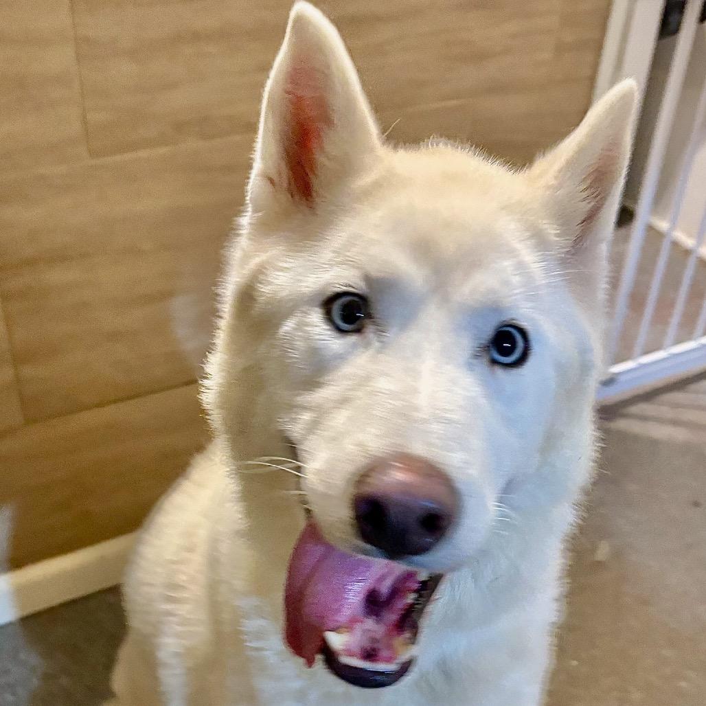 Enlarge Cimarron, a Adoptable Husky in Metamora, MI image 5/6