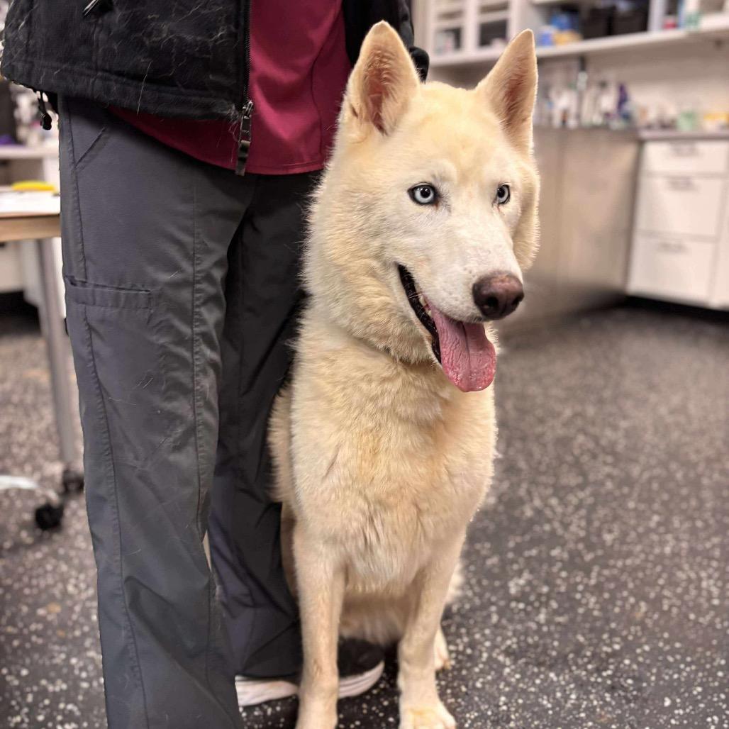 Enlarge Cimarron, a Adoptable Husky in Metamora, MI image 6/6