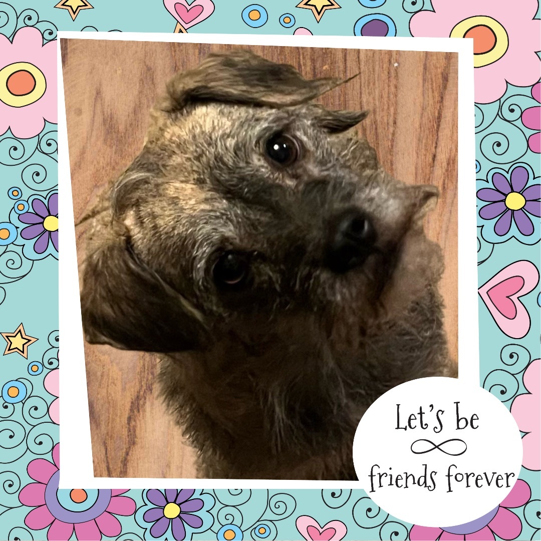 Gerti, Adoptable, Adult Female Border Terrier.