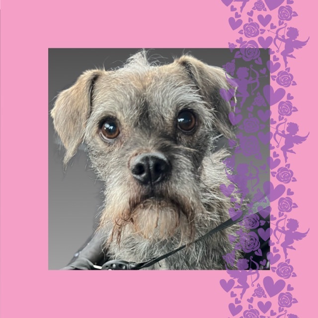 Gerti, a Adoptable Border Terrier in San Antonio, TX image 2/3