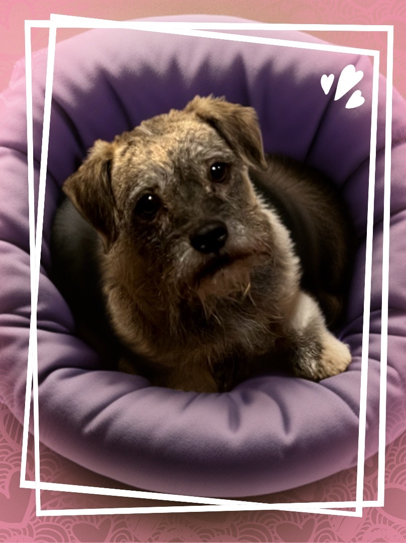 Gerti, a Adoptable Border Terrier in San Antonio, TX image 3/3