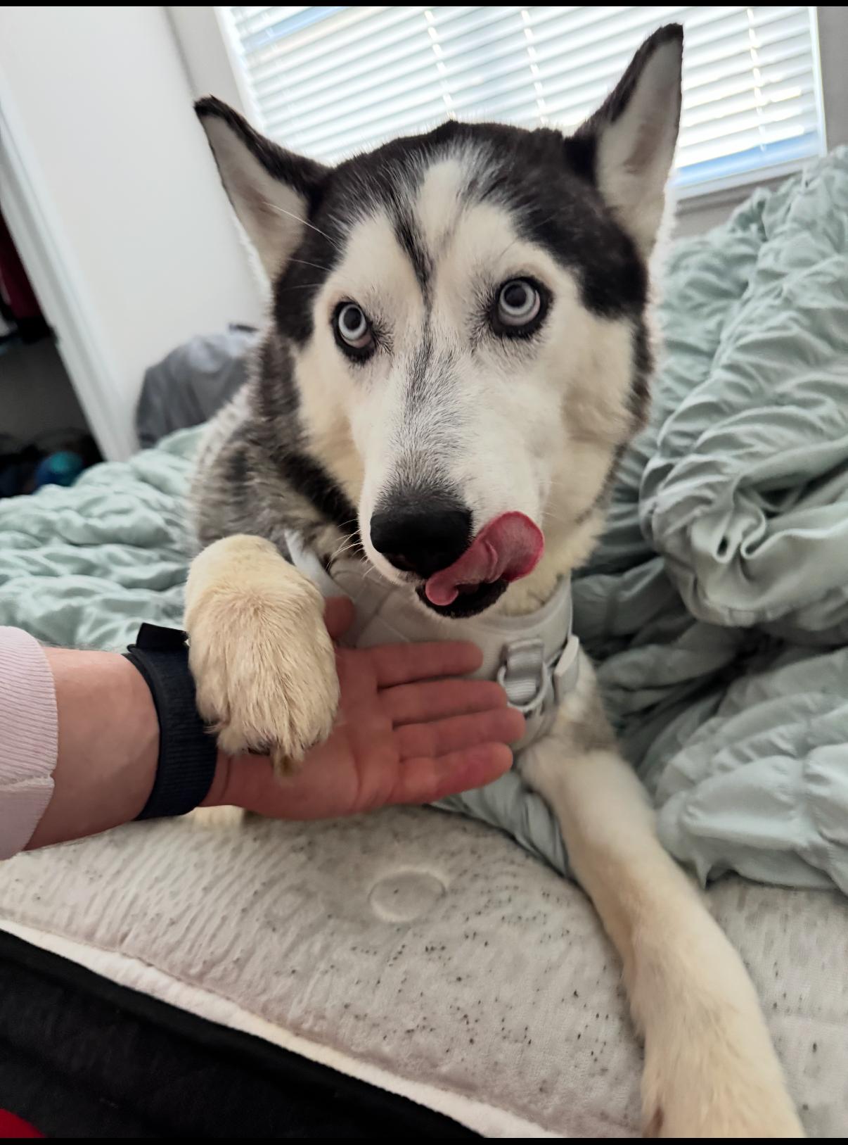 Enlarge Koda 4, a Adopted Siberian Husky in Washington Court House, OH image 1/3