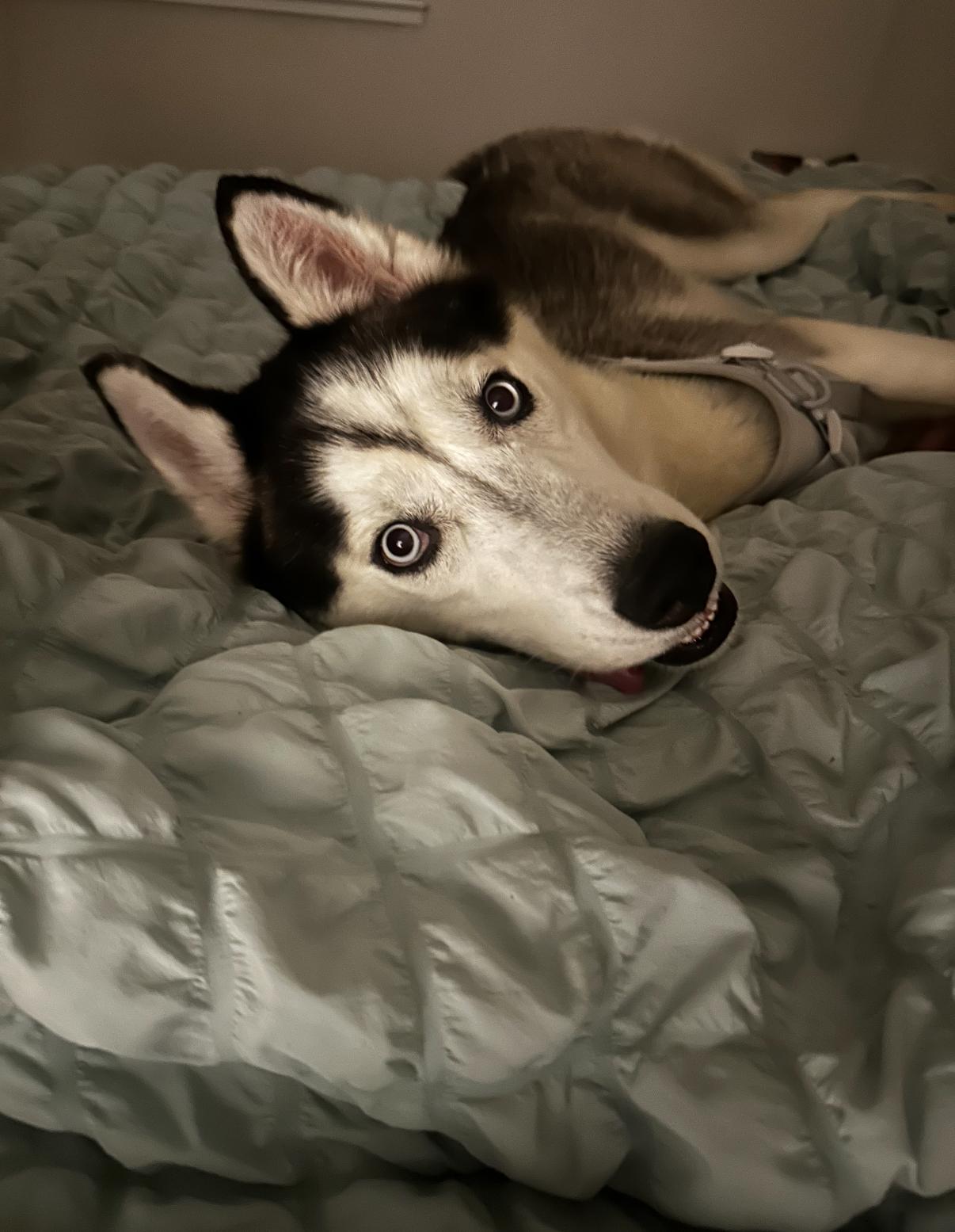 Enlarge Koda 4, a Adopted Siberian Husky in Washington Court House, OH image 2/3