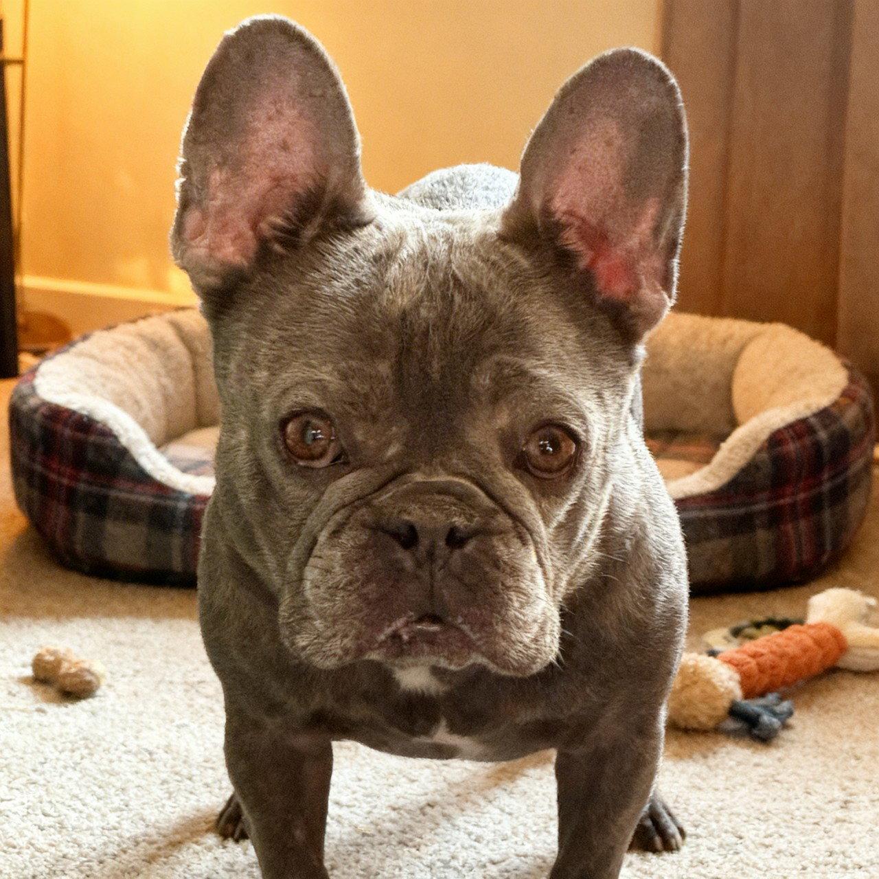 Stella, Adopted, Young Female French Bulldog.