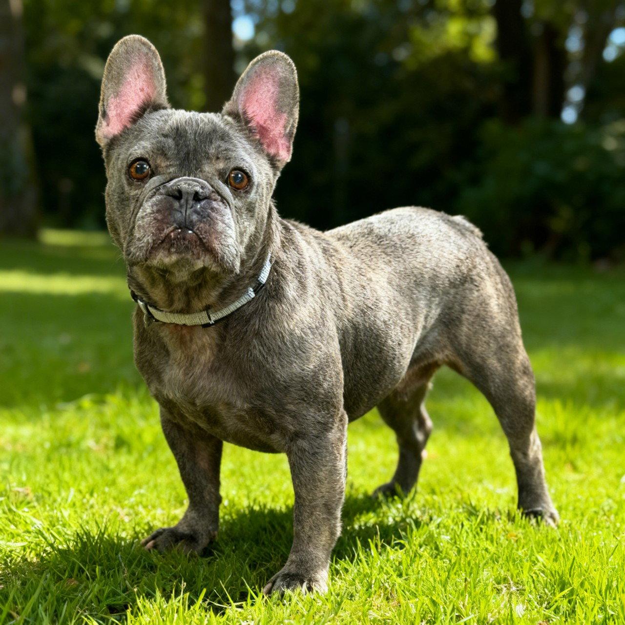 Enlarge Stella, a Adopted French Bulldog in Fort Wayne, IN image 2/3