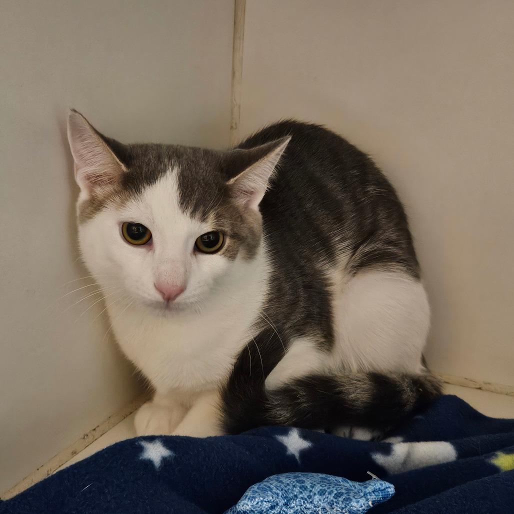 Enlarge Pecan Crunch, a Adoptable Domestic Short Hair in Hinsdale, IL image 1/1