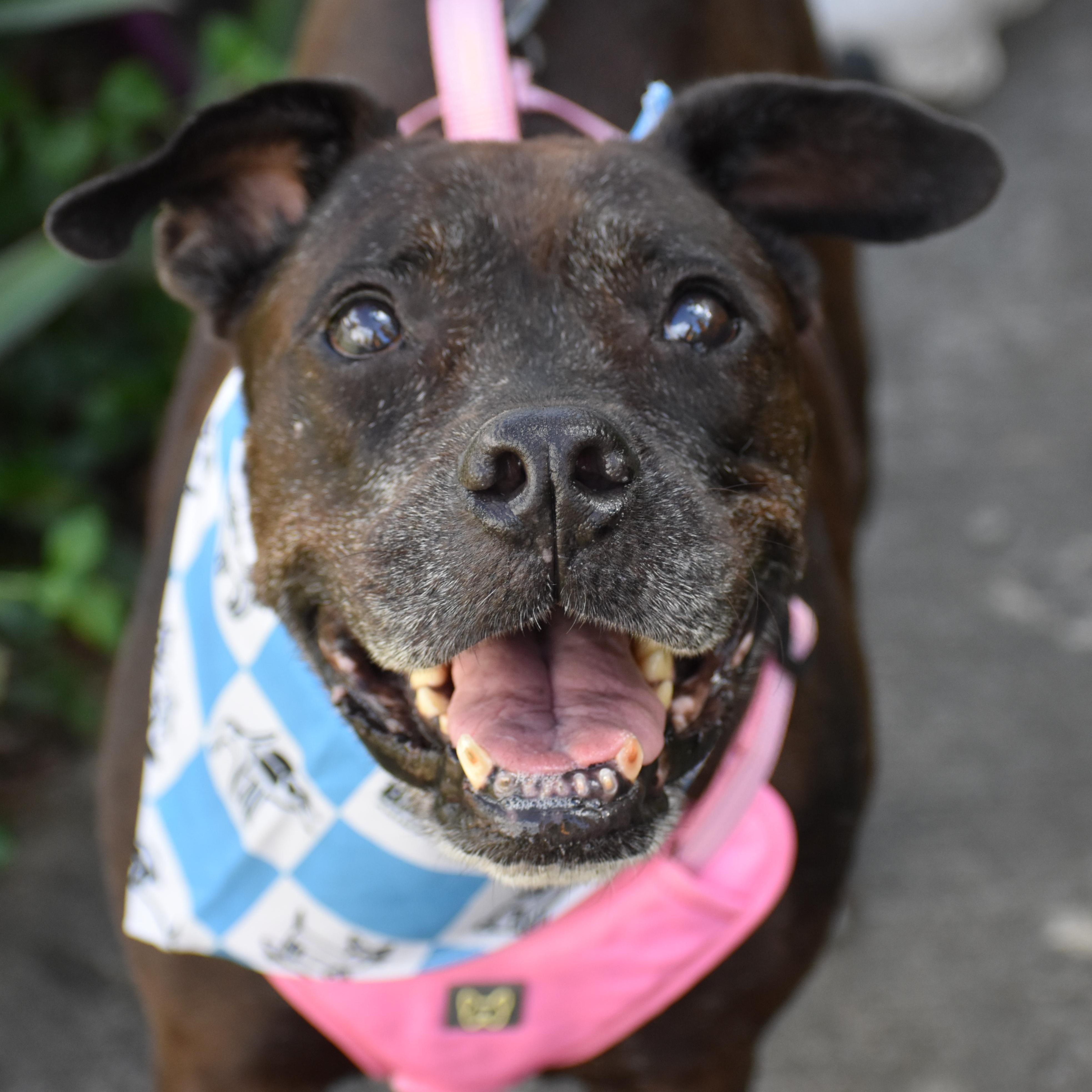 Iris, ADOPTABLE, Senior Female Mixed Breed.