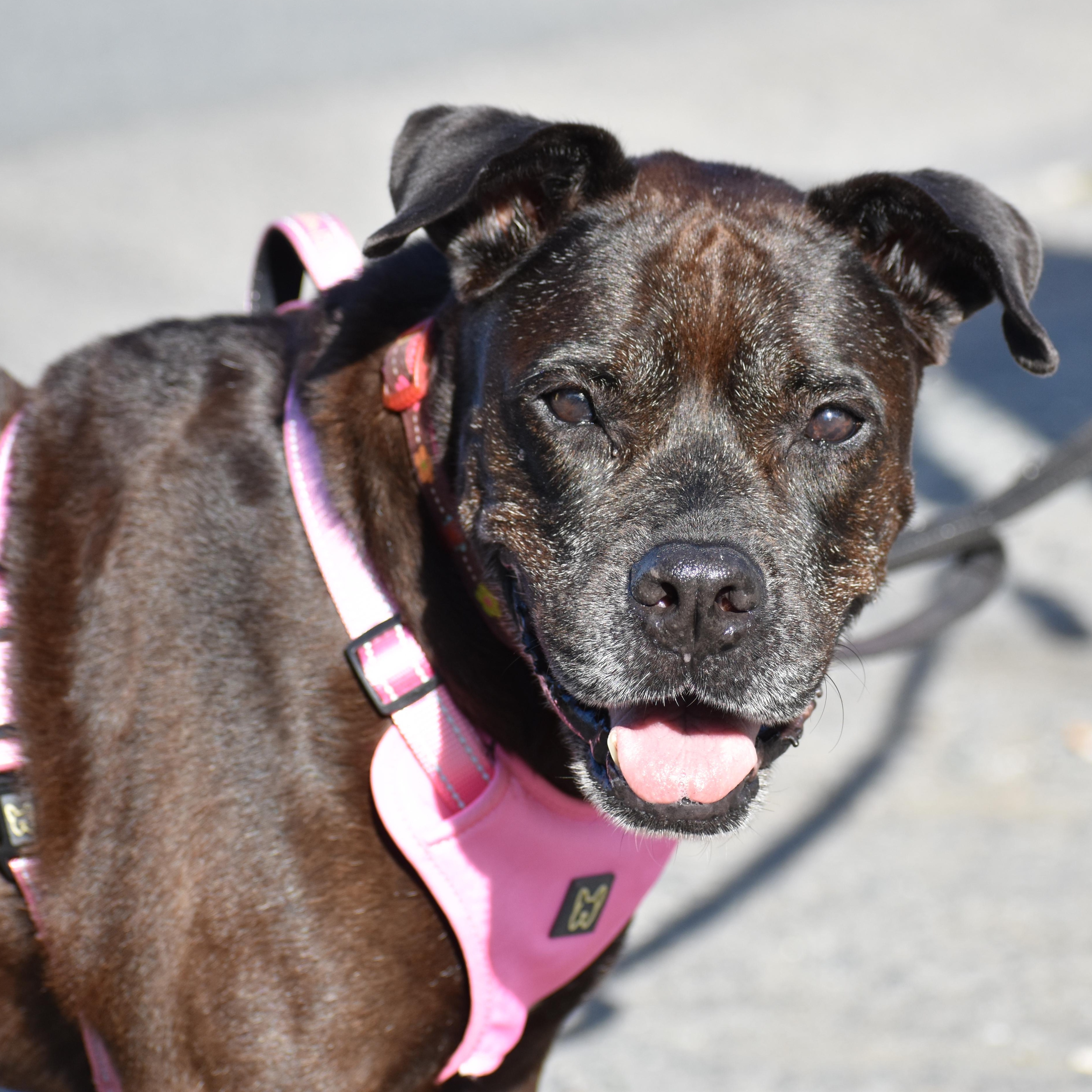 Iris, a ADOPTABLE Mixed Breed in Brooklyn, NY image 2/5