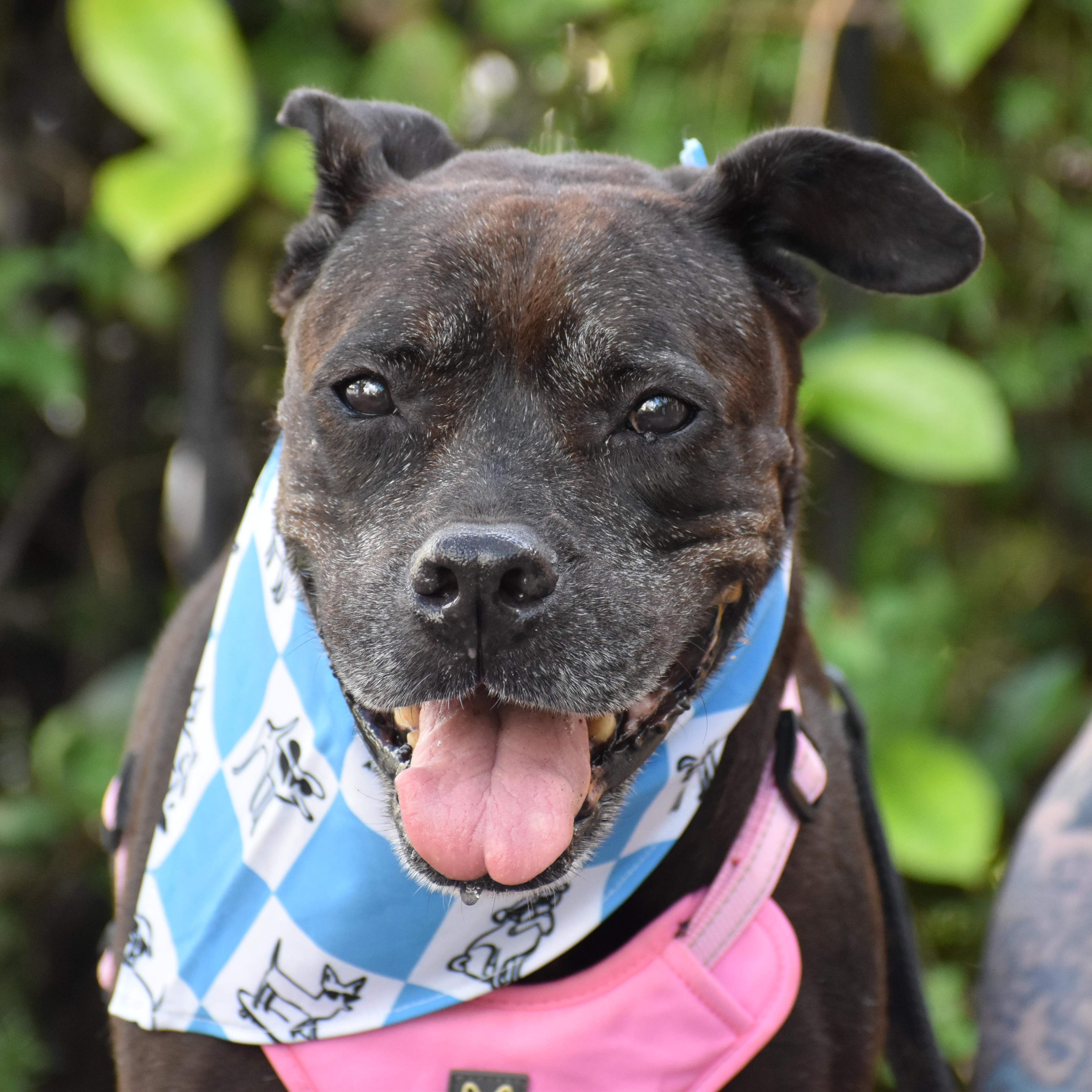 Iris, a ADOPTABLE Mixed Breed in Brooklyn, NY image 3/5