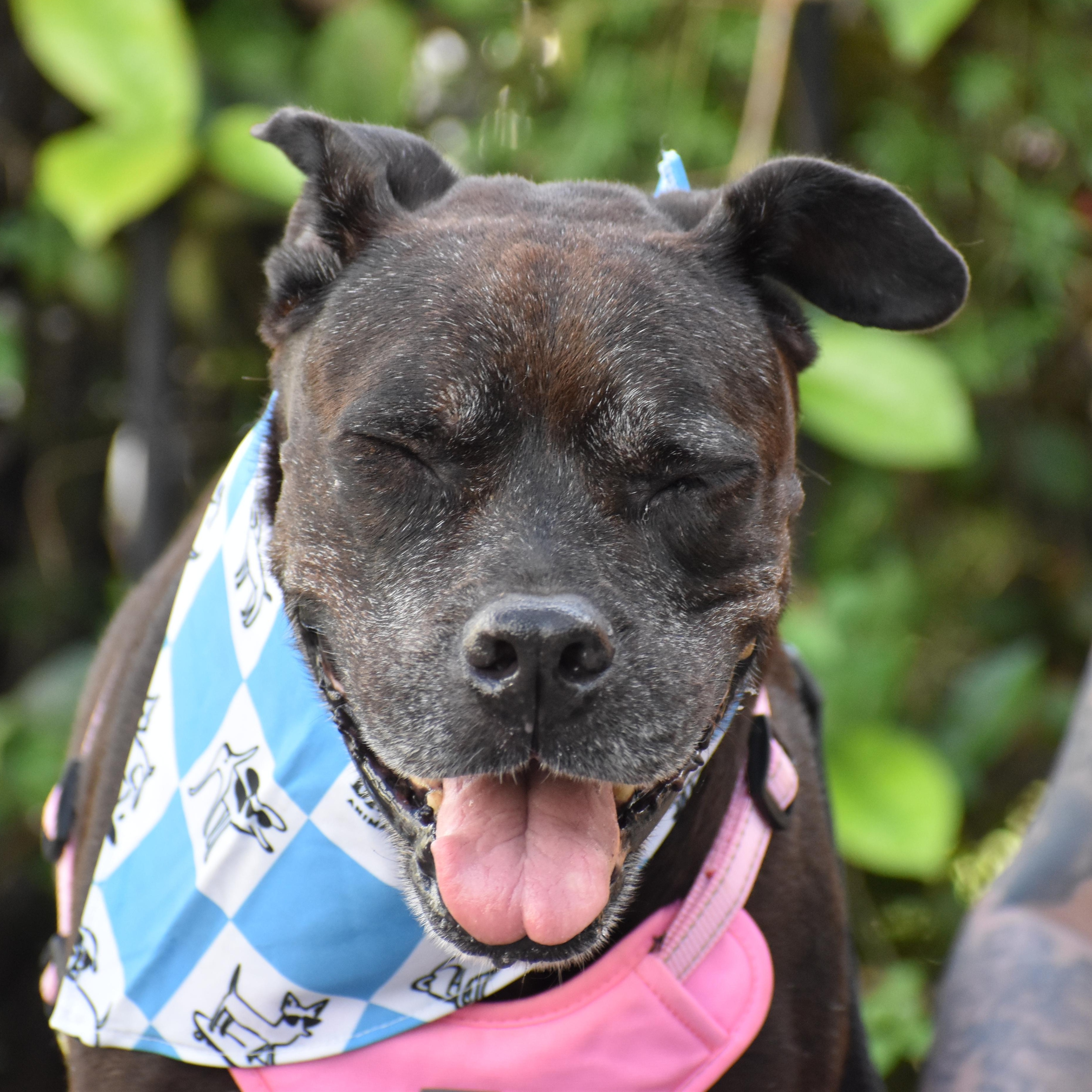 Iris, a ADOPTABLE Mixed Breed in Brooklyn, NY image 5/5