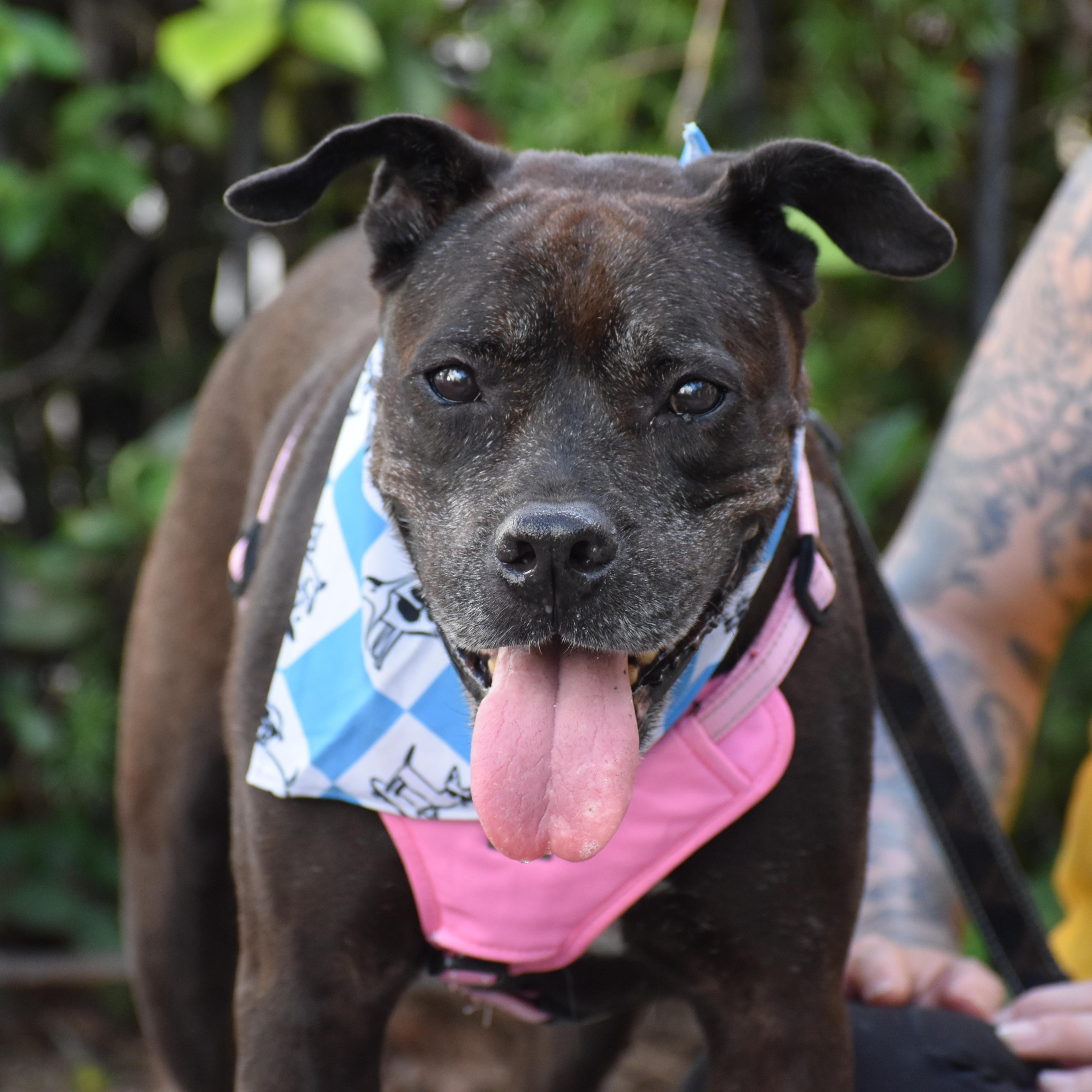 Iris, a ADOPTABLE Mixed Breed in Brooklyn, NY image 4/5