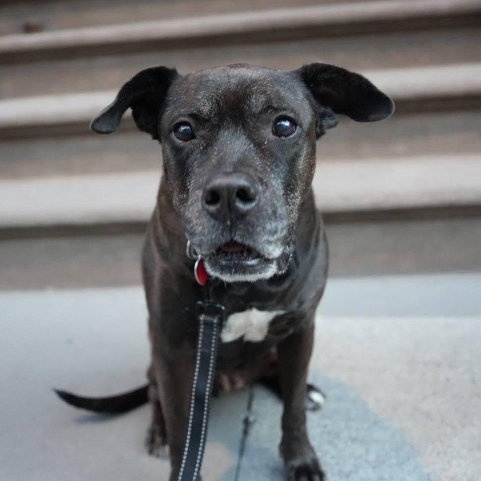 Iris, a ADOPTABLE Mixed Breed in Brooklyn, NY image 5/6