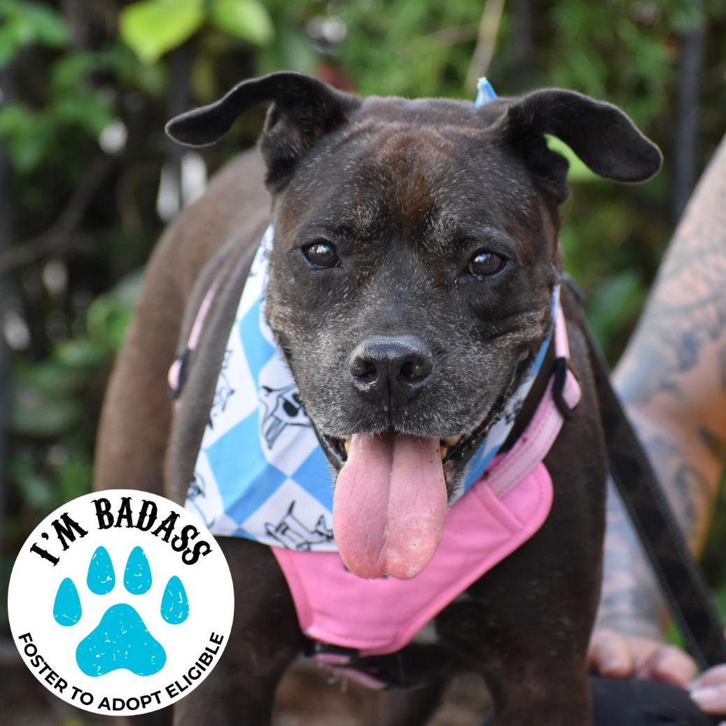 Iris, ADOPTABLE, Senior Female Mixed Breed.