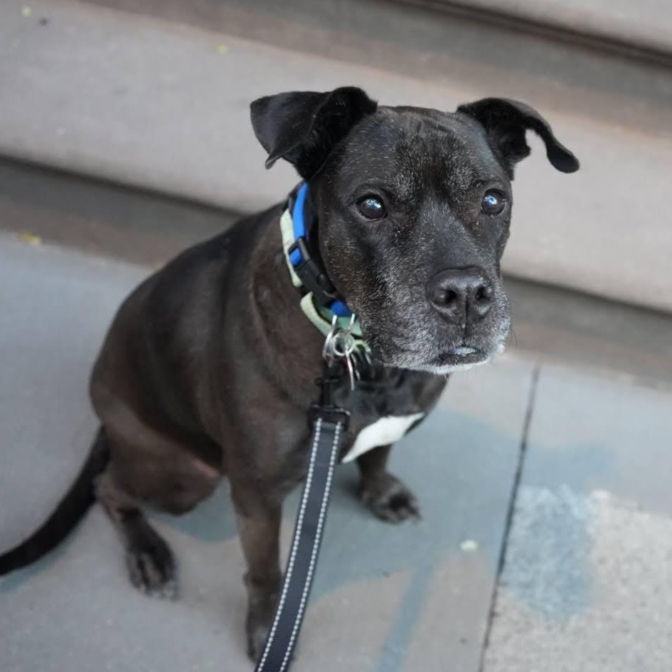 Iris, a ADOPTABLE Mixed Breed in Brooklyn, NY image 6/6