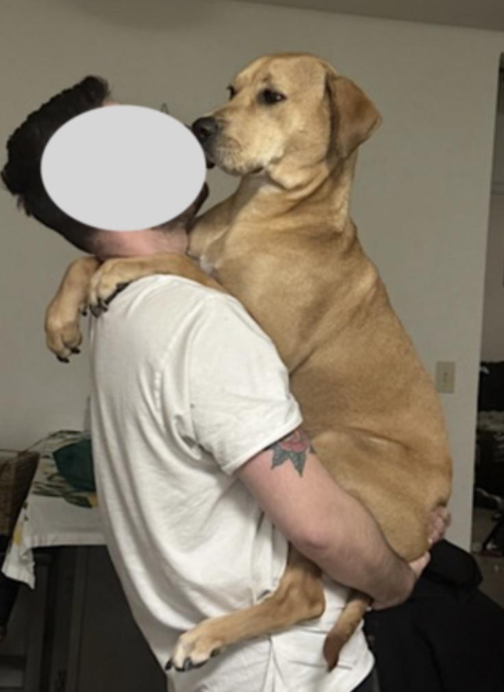 Enlarge Sunny, a Adoptable mixed breed in Baltimore, MD image 4/6