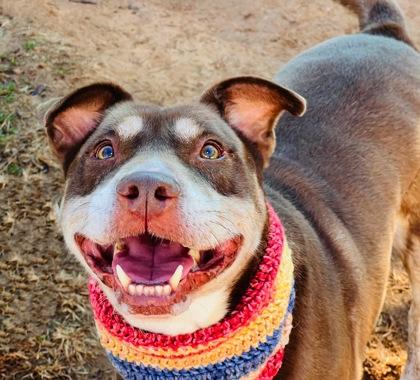 Enlarge Nugget $85, a Adoptable mixed breed in Seneca, SC image 3/6