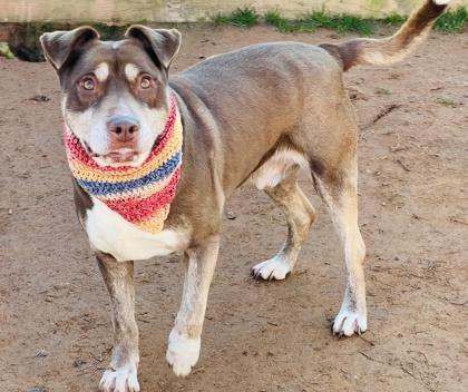 Enlarge Nugget $85, a Adoptable mixed breed in Seneca, SC image 4/6