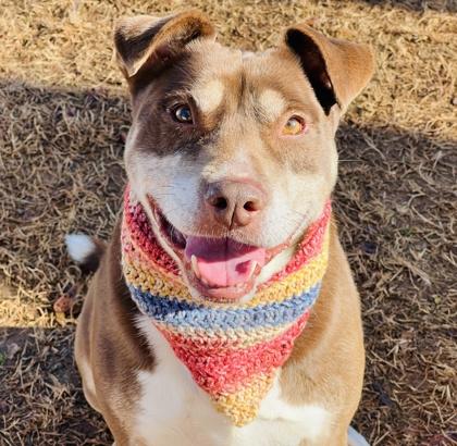 Enlarge Nugget $85, a Adoptable mixed breed in Seneca, SC image 2/3