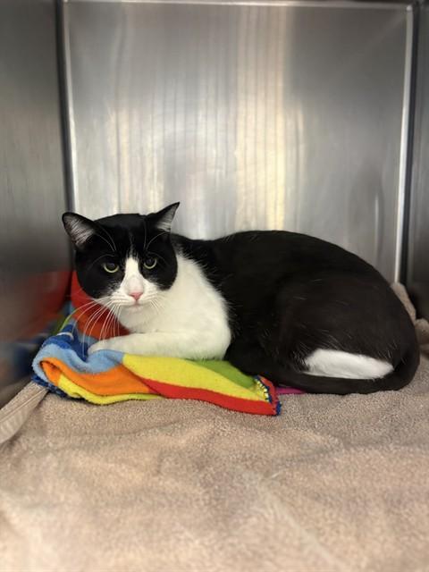 GATSBY, Adoptable, Young Male Domestic Short Hair.