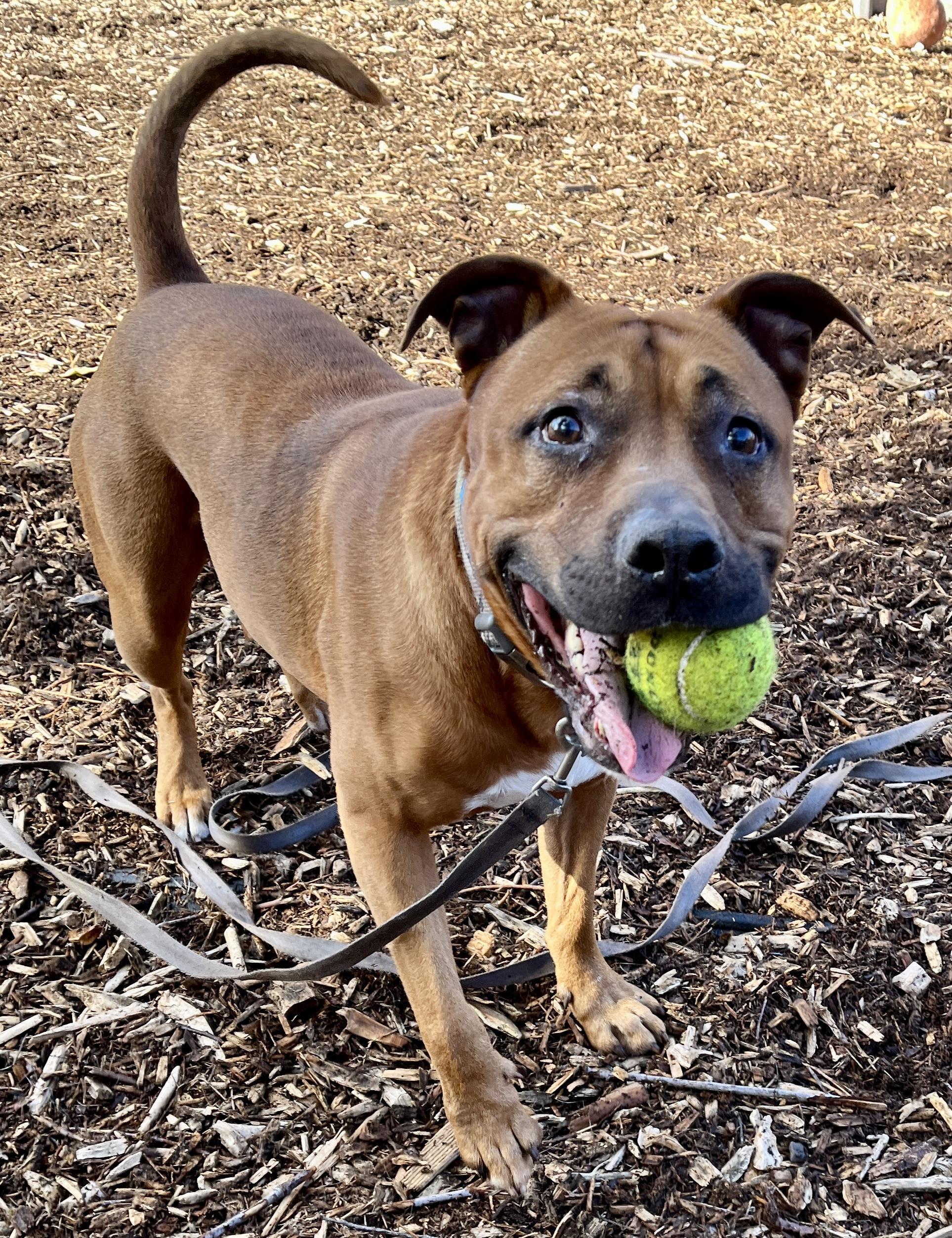 Bubba @ Foster (Adoption is Sponsored)