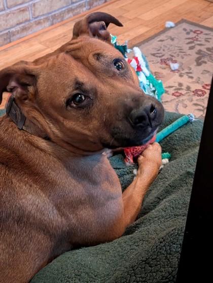 Bubba @ Foster (Adoption is Sponsored) photo 3